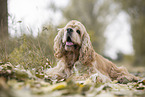 lying American Cocker Spaniel