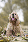 sitting American Cocker Spaniel