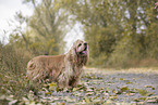 standing American Cocker Spaniel