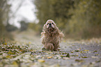 running American Cocker Spaniel