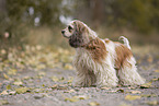 brown-and-white American Cocker Spaniel