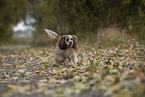 brown-and-white American Cocker Spaniel