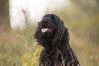 black American Cocker Spaniel