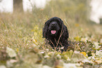 black American Cocker Spaniel