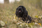 black American Cocker Spaniel
