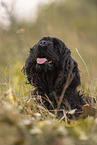 black American Cocker Spaniel