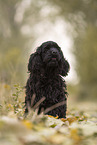 black American Cocker Spaniel