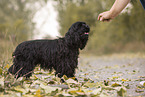 black American Cocker Spaniel