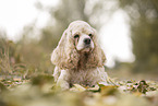 lying American Cocker Spaniel