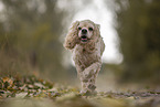 running American Cocker Spaniel