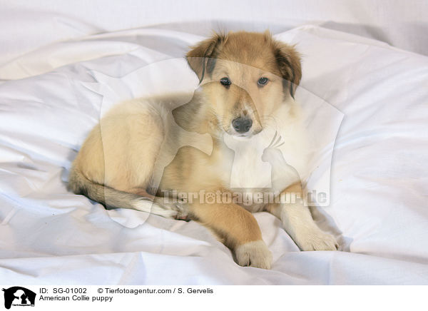 Amerikanischer Collie Welpe / American Collie puppy / SG-01002