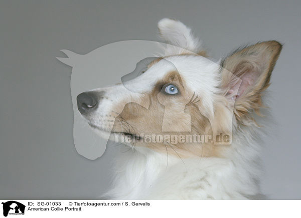 American Collie Portrait / SG-01033