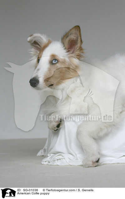 American Collie puppy / SG-01036