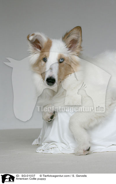 American Collie puppy / SG-01037