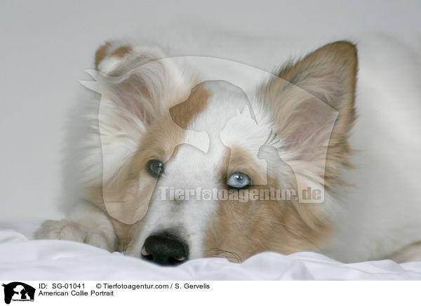 American Collie Portrait / SG-01041