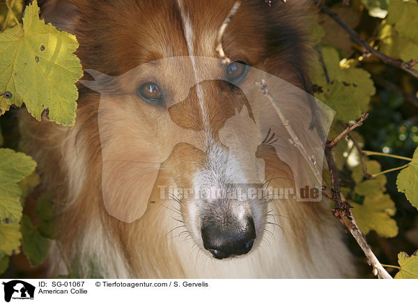 Amerikanischer Collie / American Collie / SG-01067