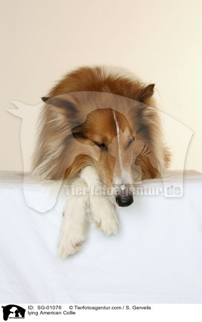 liegender Amerikanischer Collie / lying American Collie / SG-01076
