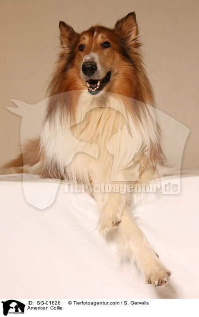 Amerikanischer Collie / American Collie / SG-01626