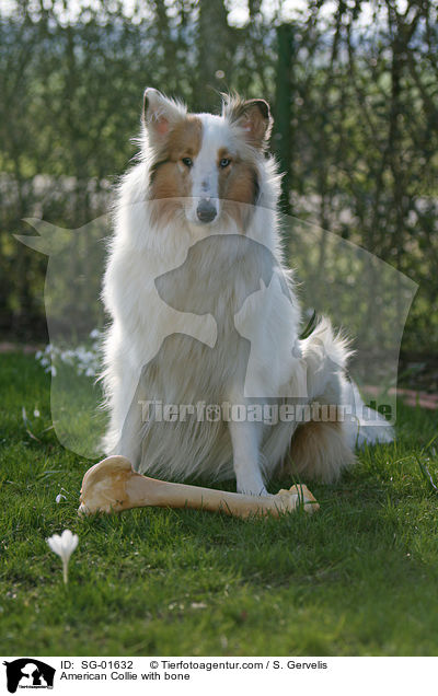 Ameriikanischer Collie mit Knochen / American Collie with bone / SG-01632