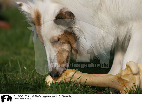 Collie frit Knochen / Collie eats bone / SG-01633