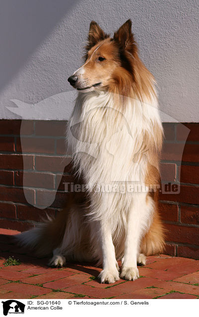 American Collie / American Collie / SG-01640