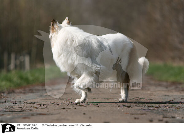 Amerikanischer Collie / American Collie / SG-01646