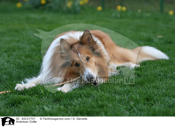 American Collie / SG-01701