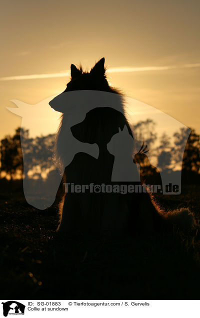 Collie at sundown / SG-01883