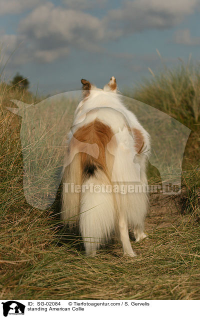 standing American Collie / SG-02084