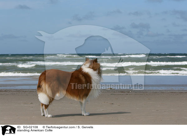 standing American Collie / SG-02108