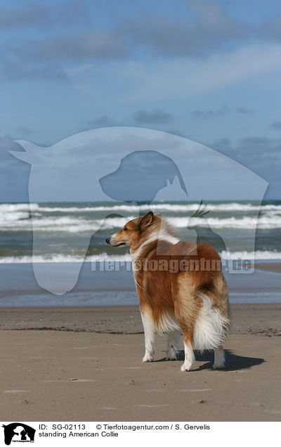 stehender Amerikanischer Collie / standing American Collie / SG-02113