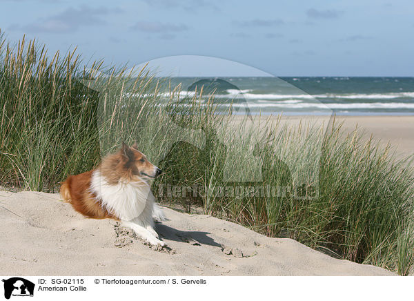 Amerikanischer Collie / American Collie / SG-02115