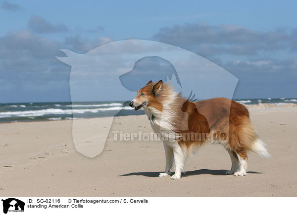 stehender Amerikanischer Collie / standing American Collie / SG-02116