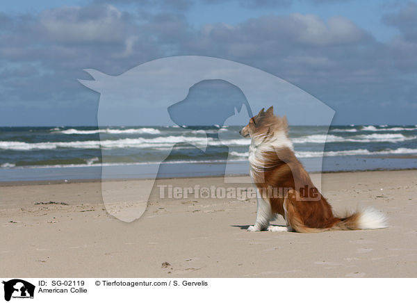 Amerikanischer Collie / American Collie / SG-02119