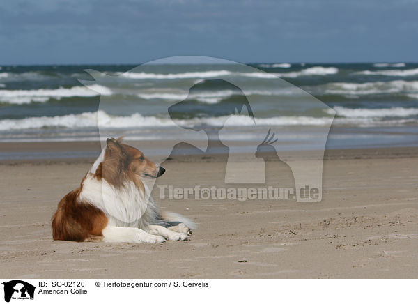 Amerikanischer Collie / American Collie / SG-02120