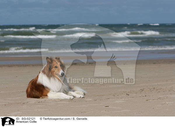 American Collie / SG-02121