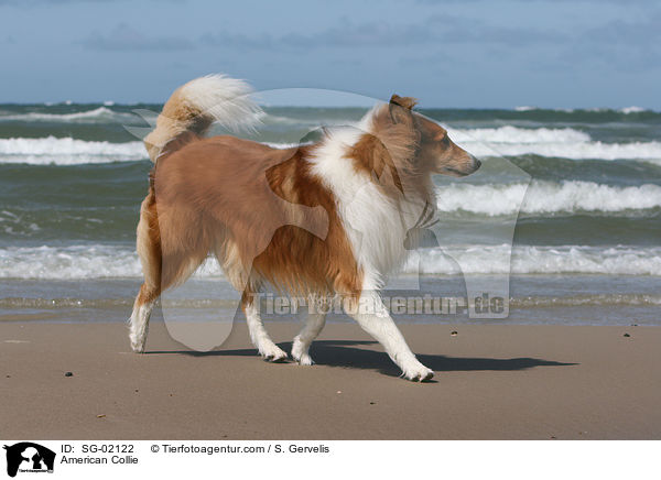 Amerikanischer Collie / American Collie / SG-02122