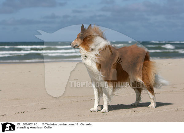 standing American Collie / SG-02126