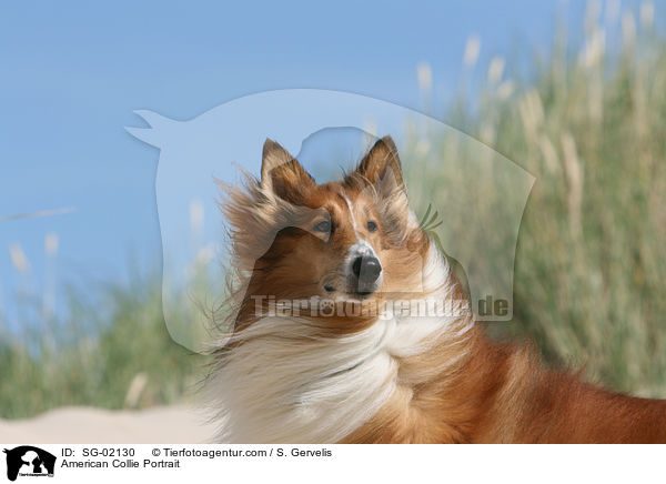 American Collie Portrait / SG-02130