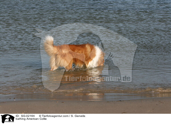 badender Amerikanischer Collie / bathing American Collie / SG-02164
