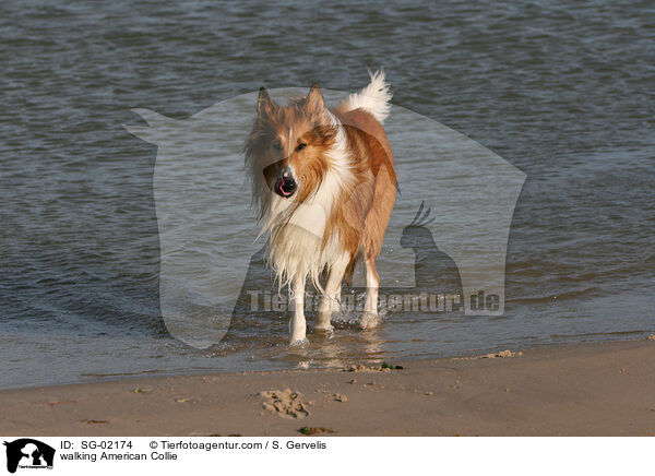laufender Amerikanischer Collie / walking American Collie / SG-02174