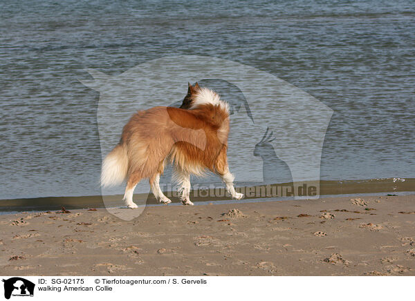 laufender Amerikanischer Collie / walking American Collie / SG-02175