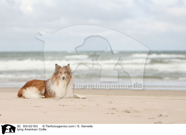liegender Amerikanischer Collie / lying American Collie / SG-02183