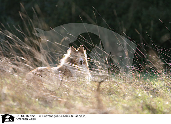 Amerikanischer Collie / American Collie / SG-02522