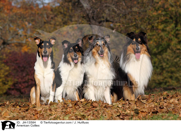 American Collies / JH-13584