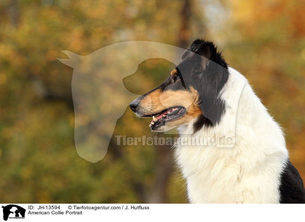 Amerikanischer Collie Portrait / American Collie Portrait / JH-13594