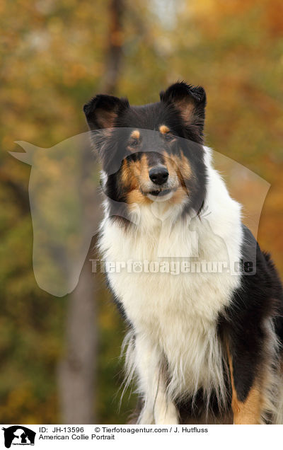 Amerikanischer Collie Portrait / American Collie Portrait / JH-13596