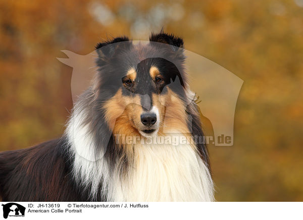 American Collie Portrait / JH-13619