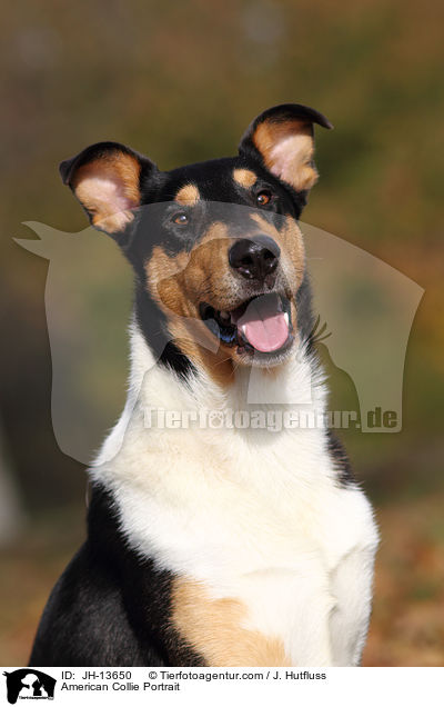 American Collie Portrait / JH-13650