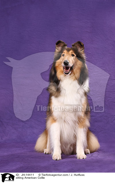 sitzender Amerikanischer Collie / sitting American Collie / JH-14411